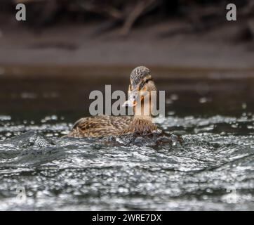 Un canard colvert femelle glisse sur l'eau près d'une forêt Banque D'Images