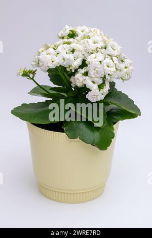 Fleur blanche de kalanchoe magnifiquement fleurie en pot sur fond blanc non isolé Banque D'Images