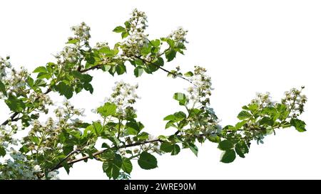 Branches de mûre en fleurs isolées sur blanc Banque D'Images