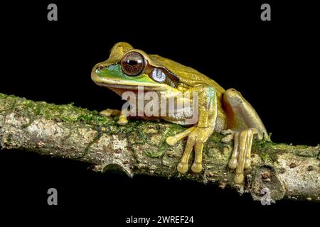 Grenouille arboricole à bandes croisées (Smilisca phaeota). Le surnom de grenouille arbre masquée vient des marques noires ou foncées qui commencent à leur nez et Banque D'Images