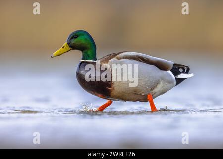 Colverts mâles (Anas platyrhynchos) marchant dans les eaux peu profondes des zones humides aux pays-Bas. Ce canard est une espèce stationnaire dans une grande partie de l'Europe Banque D'Images