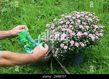 Jardinier masculin dans des gants verts travaillant à l'extérieur avec des fleurs. Herbe verte sur fond. Concept d'entretien du jardin d'automne. Banque D'Images