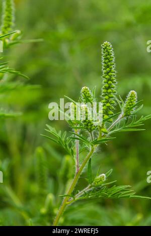 Fleur d'une ambroisie commune, Ambrosia artemisiifolia. Banque D'Images