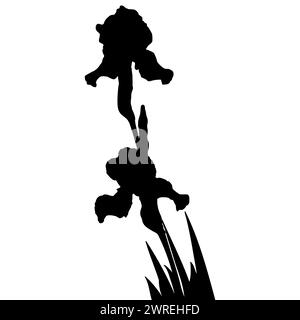 Silhouette noire de fleur d'iris, illustration vectorielle botanique isolée sur fond blanc. Illustration de Vecteur