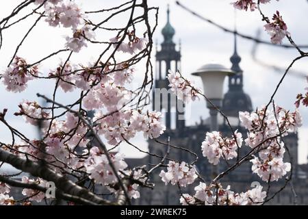 Dresde, Allemagne. 12 mars 2024. Cerise ornementale fleurie sur fond de vieille ville de Dresde. Crédit : Sebastian Kahnert/dpa/Alamy Live News Banque D'Images