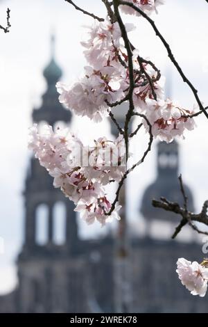 Dresde, Allemagne. 12 mars 2024. Cerise ornementale fleurie sur fond de vieille ville de Dresde. Crédit : Sebastian Kahnert/dpa/Alamy Live News Banque D'Images