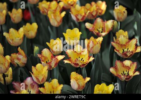 Jaune avec bords violets tulipes frangées (Tulipa) couleur fusion fleurissent dans un jardin en avril Banque D'Images