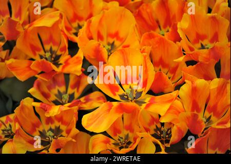 Rouge et jaune Single Early tulipes (Tulipa) Flair Bloom in Un jardin en avril Banque D'Images