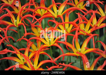 Les tulipes rouges et jaunes à fleurs de lis (Tulipa) Go Go Red avec des pétales exceptionnellement étroits fleurissent dans un jardin en avril Banque D'Images