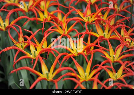 Les tulipes rouges et jaunes à fleurs de lis (Tulipa) Go Go Red avec des pétales exceptionnellement étroits fleurissent dans un jardin en avril Banque D'Images