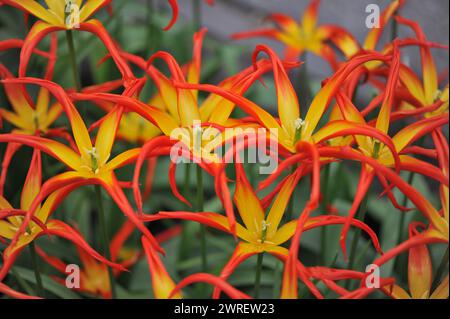 Les tulipes rouges et jaunes à fleurs de lis (Tulipa) Go Go Red avec des pétales exceptionnellement étroits fleurissent dans un jardin en avril Banque D'Images