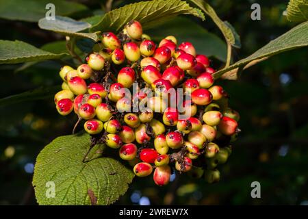 En été, le viburnum est un viburnum à feuilles entières les baies de Viburnum lantana mûrissent. Banque D'Images