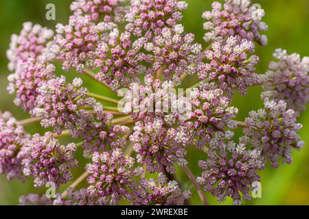 Inflorescence de Pimpinella saxifraga ou burnet-saxifrage tige solide burnet saxifrage Lesser burnet. Banque D'Images