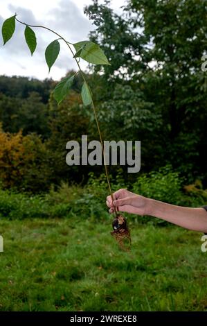 Une main humaine tient une fosse d'avocat (Persea americana) avec des racines et des feuilles vertes devant la nature verte Banque D'Images