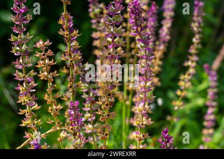 Fleurs bleu violet foncé, Salvia nemorosa Ostfriesland. Fleur violette haute. Salvia, Nepeta. Balkan Clary - Salvia sylvestris. Banque D'Images