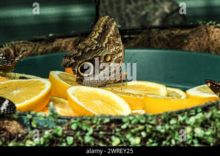 Une image d'une espèce de chouette caligo papillon capturé sur un fond vert en mangeant une orange. Banque D'Images