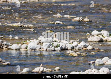 Le palonnier européen carduelis carduelis, perché sur une pierre dans le lit de la rivière Serpis alors qu'il traverse Alcocer de planes, en Espagne Banque D'Images