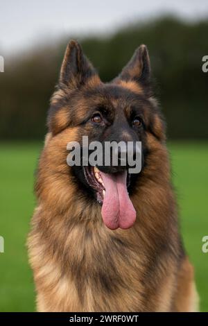 Plan vertical d'un chien de berger allemand qui sort la langue dans un champ herbeux Banque D'Images