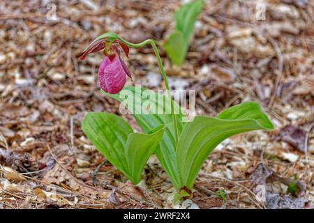 Une plante de pantoufle rose fleurie de dame en pleine floraison avec une autre vue rapprochée émergeant à côté sur le sol dans la forêt au printemps Banque D'Images