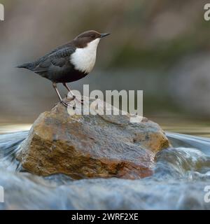 obenauf... Wasseramsel Cinclus cinclus in ihremtypischen Lebensraum, steht mitten in strömendem Wasser auf einem Stein, schaut sich um, heimische Vogelwelt, Tierwelt, Natur, Europa *** White-gorge Dipper Cinclus cinclus dans un environnement typique, perché sur un rocher dans l'eau qui coule rapidement, chasse, observation, faune, Europe. Nordrhein-Westfalen Deutschland, Westeuropa Banque D'Images