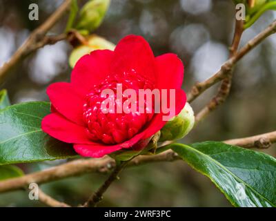 Fleur rouge centrée à l'anémone de l'arbuste persistant rustique Camellia japonica 'Bob's Tinsie' Banque D'Images