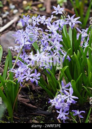 Fleurs bleu violet pâle de la courge alpine florissante au printemps, Scilla bifolia Banque D'Images