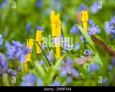 Fleurs jaunes fortement réflexes du Narcissus cyclamineus en frictions précoces parmi le bleu de Scilla bithynica Banque D'Images