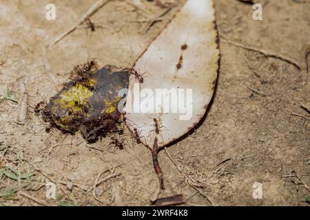 Fourmis charpentières (Camponotus gibber) Grande fourmi endémique indigène à de nombreuses régions boisées du monde. Espèce endémique de Madagascar. Grande endémie malgache Banque D'Images