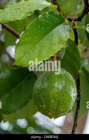 Ce sont des fruits d'avocat relativement petits, comparés aux fruits de taille normale que vous rencontrez au Brésil Banque D'Images