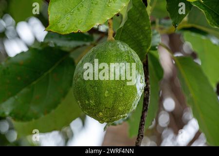 Ce sont des fruits d'avocat relativement petits, comparés aux fruits de taille normale que vous rencontrez au Brésil Banque D'Images