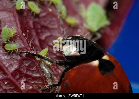 Photo extra macro 5x d'une coccinelle assise sur une feuille de rose et détruisant mange des pucerons verts gros plan sur le portrait de Ladybird Banque D'Images