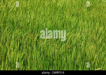 inflorescence des épillets de riz. Gros plan sur les graines de riz vert dans l'épi de paddy. Beau champ de riz doré et oreille Banque D'Images