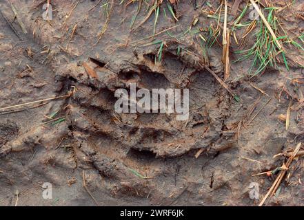 Badger (Meles meles) traces dans la boue en automne, Berwickshire, Écosse, novembre 1988 Banque D'Images