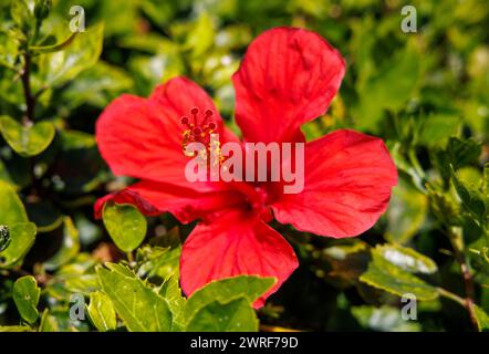 Un amaryllis rouge à Hurghada, Egypte. Amaryllis est le seul genre de la sous-tribu Amaryllidinae (tribu Amaryllideae). Banque D'Images