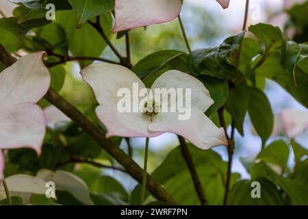 Fleurs de cornouiller roses et blanches fleurissant dans le jardin d'été Banque D'Images