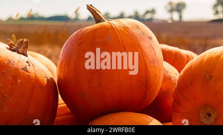 Citrouilles à vendre sur un stand de vente en plein air un jour d'automne ou d'été indien à Bavaria, Allemagne Pumpkins AX 011 Banque D'Images
