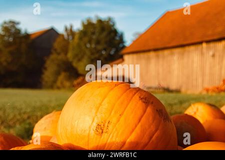 Citrouilles à vendre sur un stand de vente en plein air un jour d'automne ou d'été indien à Bavière, Allemagne  MG 3536 Banque D'Images