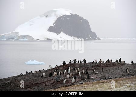 © PHOTOPQR/VOIX DU NORD/PIERRE ROUANET ; 28/02/2024 ; ANTARCTIQUE, LE 28/02/2024. Croisiere dite d'expédition vers le continent blanc, la Peninsula Antarctique (continent austral, pole sud, Antarctica, South pole, glace, banquise, iceberg), au dela du cercle polaire, par l'operateur touristique francais Exploris (membre de l'IAATO tourisme responsable). Troisieme jour sur la péninsule antarctique. L'ile Danco, Terre de Graham (Adrien de Gerlache). Manchots papou. PHOTO PIERRE Rouanet LA VOIX DU NORD Fév 2024 croisière dite d'expédition vers le continent blanc, la péninsule Antarctique (sud Banque D'Images