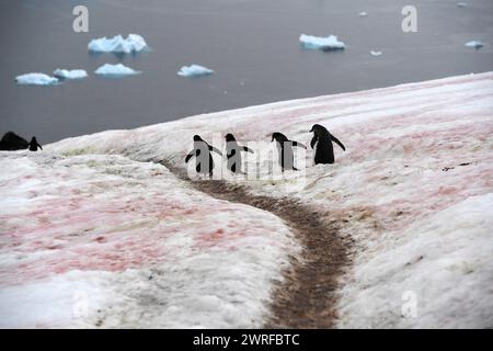 © PHOTOPQR/VOIX DU NORD/PIERRE ROUANET ; 28/02/2024 ; ANTARCTIQUE, LE 28/02/2024. Croisiere dite d'expédition vers le continent blanc, la Peninsula Antarctique (continent austral, pole sud, Antarctica, South pole, glace, banquise, iceberg), au dela du cercle polaire, par l'operateur touristique francais Exploris (membre de l'IAATO tourisme responsable). Troisieme jour sur la péninsule antarctique. L'ile Danco, Terre de Graham (Adrien de Gerlache). Manchots papou. PHOTO PIERRE Rouanet LA VOIX DU NORD Fév 2024 croisière dite d'expédition vers le continent blanc, la péninsule Antarctique (sud Banque D'Images