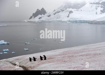 © PHOTOPQR/VOIX DU NORD/PIERRE ROUANET ; 28/02/2024 ; ANTARCTIQUE, LE 28/02/2024. Croisiere dite d'expédition vers le continent blanc, la Peninsula Antarctique (continent austral, pole sud, Antarctica, South pole, glace, banquise, iceberg), au dela du cercle polaire, par l'operateur touristique francais Exploris (membre de l'IAATO tourisme responsable). Troisieme jour sur la péninsule antarctique. L'ile Danco, Terre de Graham (Adrien de Gerlache). Manchots papou. PHOTO PIERRE Rouanet LA VOIX DU NORD Fév 2024 croisière dite d'expédition vers le continent blanc, la péninsule Antarctique (sud Banque D'Images