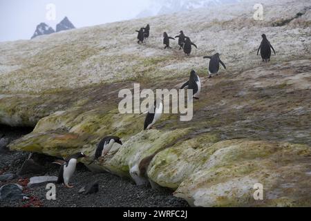 © PHOTOPQR/VOIX DU NORD/PIERRE ROUANET ; 28/02/2024 ; ANTARCTIQUE, LE 28/02/2024. Croisiere dite d'expédition vers le continent blanc, la Peninsula Antarctique (continent austral, pole sud, Antarctica, South pole, glace, banquise, iceberg), au dela du cercle polaire, par l'operateur touristique francais Exploris (membre de l'IAATO tourisme responsable). Troisieme jour sur la péninsule antarctique. L'ile Danco, Terre de Graham (Adrien de Gerlache). Manchots papou. PHOTO PIERRE Rouanet LA VOIX DU NORD Fév 2024 croisière dite d'expédition vers le continent blanc, la péninsule Antarctique (sud Banque D'Images