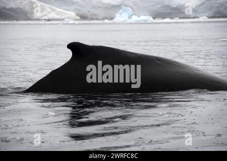 © PHOTOPQR/VOIX DU NORD/PIERRE ROUANET ; 28/02/2024 ; ANTARCTIQUE, LE 28/02/2024. Croisiere dite d'expédition vers le continent blanc, la Peninsula Antarctique (continent austral, pole sud, Antarctica, South pole, glace, banquise, iceberg), au dela du cercle polaire, par l'operateur touristique francais Exploris (membre de l'IAATO tourisme responsable). Troisieme jour sur la péninsule antarctique. Passage Plata, baie Wilelmina, baleines a bosse. PHOTO PIERRE Rouanet LA VOIX DU NORD Fév 2024 croisière dite d'expédition vers le continent blanc, la péninsule Antarctique (continent sud, sou Banque D'Images