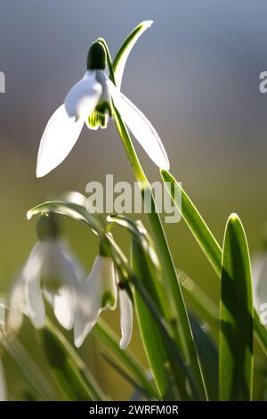 Gros plan sur les fleurs de goutte de neige fleurissant dans la forêt de printemps. Faible profondeur de champ. Galanthus nivalis Banque D'Images