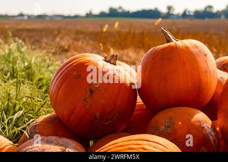 Citrouilles à vendre sur un stand de vente en plein air un jour d'automne ou d'été indien à Bavaria, Allemagne Pumpkins AX 006 Banque D'Images