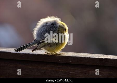 Petit oiseau préparant ses plumes tout en étant perché sur une balustrade en bois sur un fond défocalisé Banque D'Images