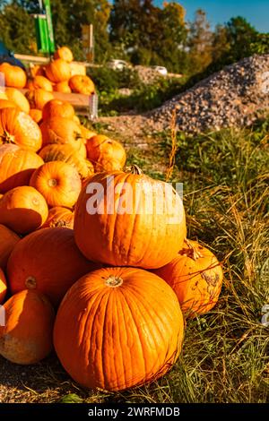 Citrouilles à vendre sur un stand de vente en plein air un jour d'automne ou d'été indien à Bavière, Allemagne  MG 3693 Banque D'Images