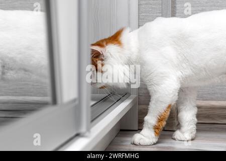 un chat blanc grimpe dans un compartiment de placard. chat curieux. chat se cachant des gens dans le placard. Photo de haute qualité Banque D'Images