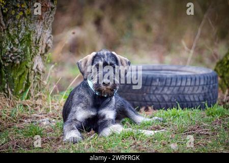 Chiot Schnauzer Géant Banque D'Images