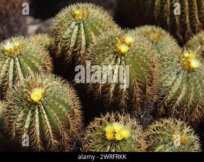 Fleurs jaune pâle d'Echinocactus grusonii, le cactus de tonneau doré, fond floral naturel Banque D'Images