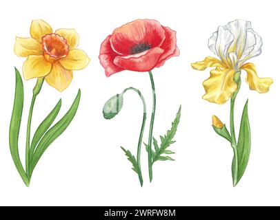 Ensemble de fleurs de jardin. Aquarelle illustration dessinée à la main de fleurs de printemps. Narcisse, coquelicot et iris jaune. Illustrations lumineuses pour la conception de Banque D'Images